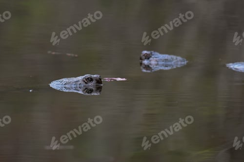Preview: Alligator resting in water with trees in the background