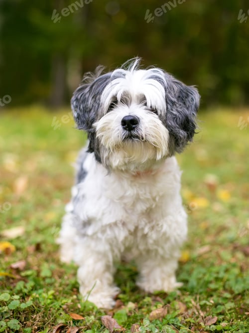 Preview: dog, pet, dogs, pets, hairy