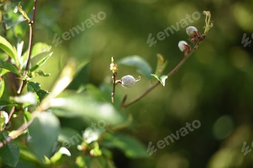 Preview: Peach tree small fruit garderning