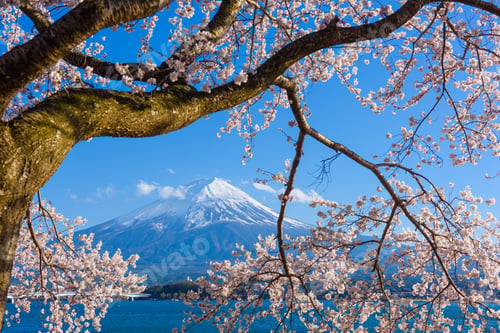 Preview: Fuji Mountain During Spring Season with Cherry Blossoms