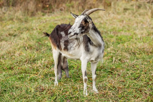 Preview: Black and white goat standing on green grass in a farm setting during daytime
