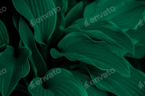Preview: Natural green background. Large leaves of a garden plant.