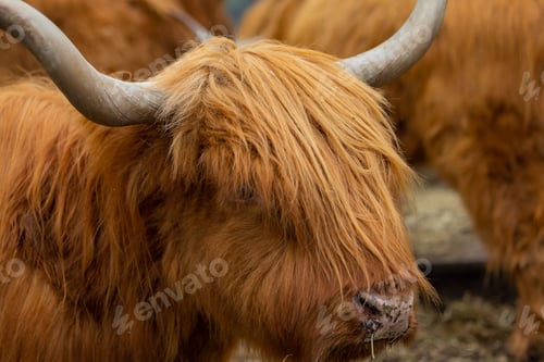 Preview: Closeup of the Highland cattle standing next to a herd