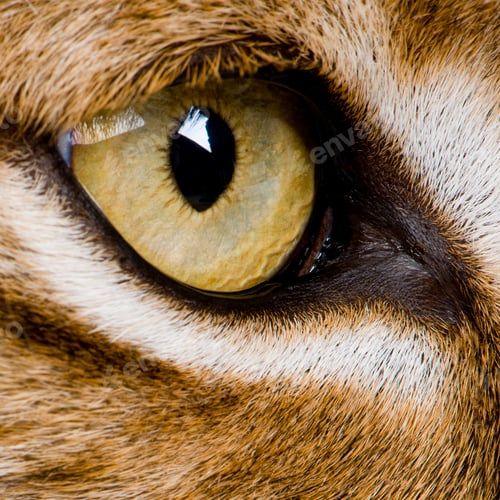 Preview: close-up on a feline' eye - Eurasian Lynx - Lynx lynx (5 years o