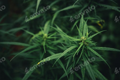 Preview: Cannabis sativa grown outdoors,Close-up of marijuana plant growing outdoors