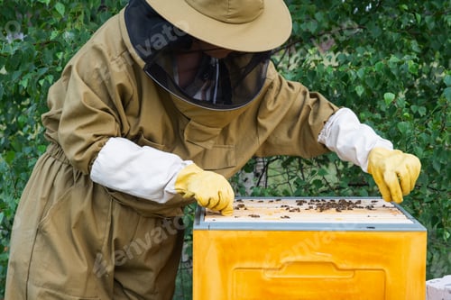 Preview: A beekeeper, a woman in a protective suit against bee stings, holds a frame with honey from a bee hi