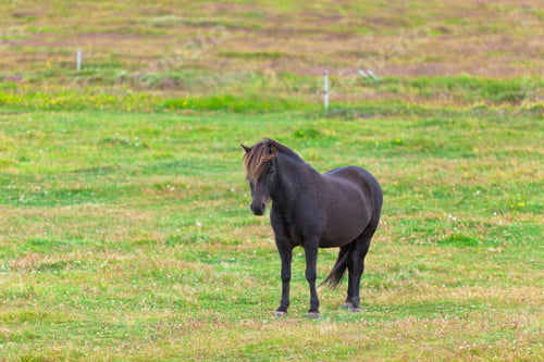 Preview: Black Horse in a Green Field of Grass