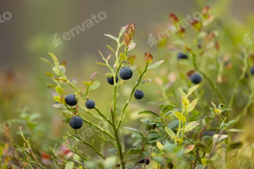 Preview: Wild Bilberries (Vaccinium myrtillus) in the forest.