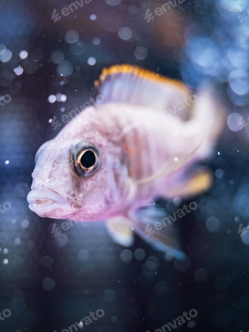 Preview: Exotic fish in aquarium
