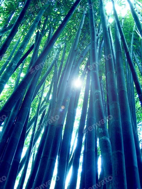 Preview: Sunlight shining through bamboo