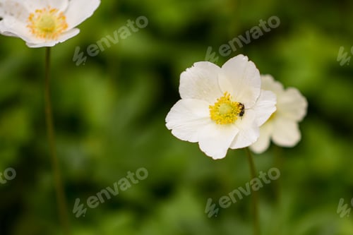 Preview: a white flower on a green background.
