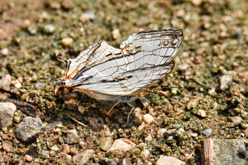 Preview: The common map butterfly is sucking food from wet ground