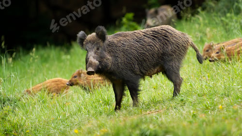 Preview: Dangerous female wild boar protecting her little young piglets in springtime