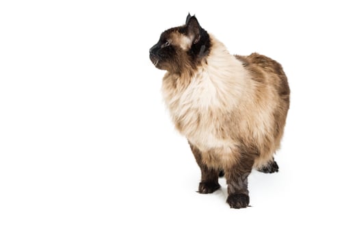 Preview: Himalayan Cat Looking to Side on White