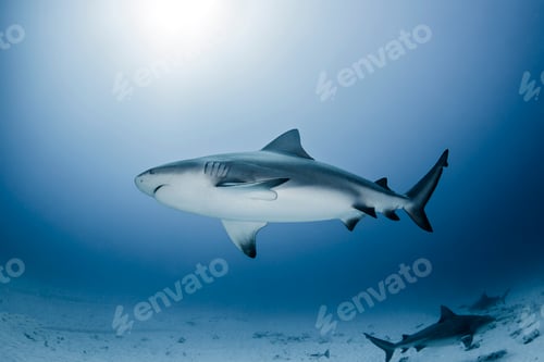 Preview: Heavily pregnant bullshark, Playa del Carmen, Mexico