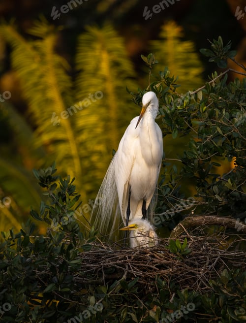 Preview: An Egret in Southern Florida