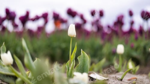 Preview: Tulip Flower Field. Close Up Nature Background.