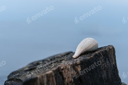 Preview: Seashells lying in rotten wood on the beach