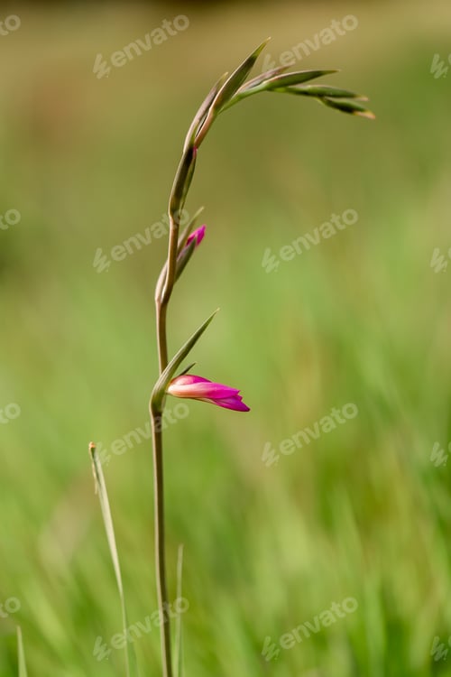 Preview: Floral summer spring background. Grass close-up in a field on nature.