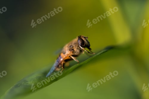 Preview: Bee on green leaf