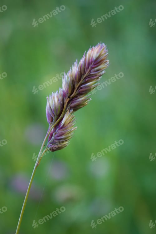 Preview: Purple up close