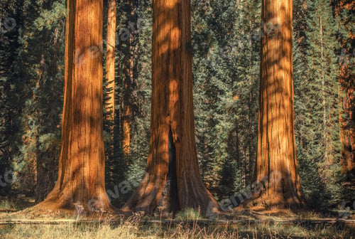 Preview: Three Ancient Sequoias