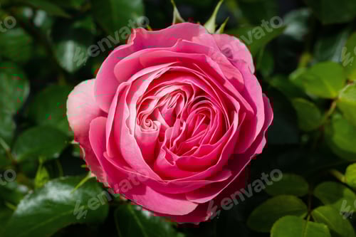 Preview: Coral pink rose flower in roses garden. Copy space, top view. Soft focus.