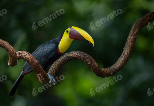 Preview: Toucan in Costa Rica