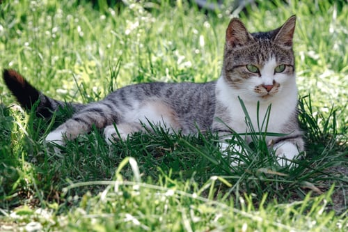 Preview: grey cat is lying on a green grass.