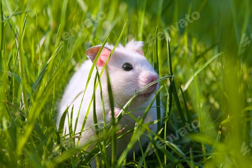 White Hamster Sitting in Tall Green Grass Outdoors