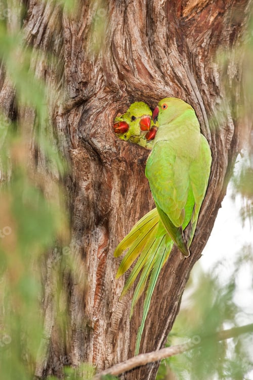 Preview: Wild Rose-ringed Parakeet (Psittacula krameri), Israel