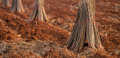 Preview: Cassava farm. Manioc or tapioca plant field. Bundle of cassava trees in cassava farm. Plowed field