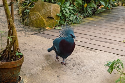 Preview: Goura victoria - Cowned pigeon. Close-Up