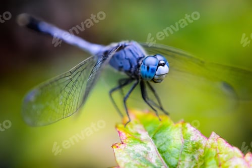 Preview: Macro photography shot of a blue net-winged insect on a green plant with a blurred background