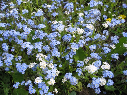 Preview: blue and white forget-me-not flowers