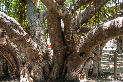 Preview: Closeup Shot A The Banyan Tree In Lahaina On Maui, Hawaii.