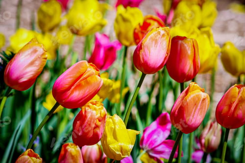 Preview: Beautiful bright pastel colors of tulips growing in garden.