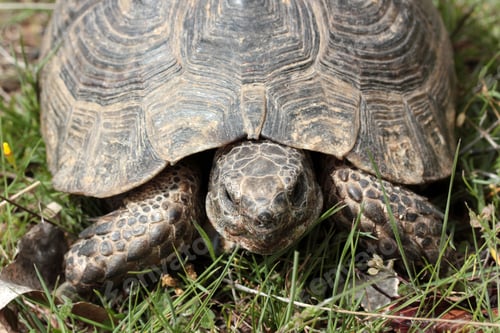 Preview: Tortoise on green grass