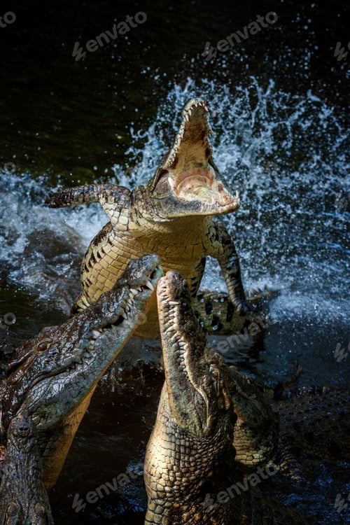 Preview: Four crocodiles engaged in a fierce battle