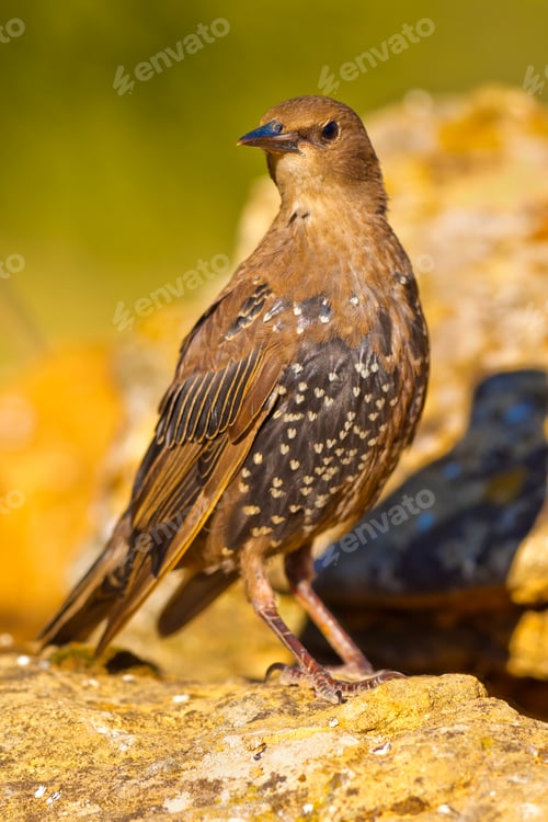 Preview: Starling, Forest Pond, Mediterranean Forest, Spain