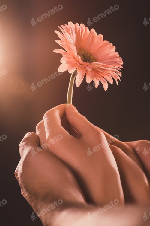 Preview: cropped view of couple holding gerbera flower, on brown