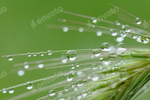 Preview: Rain drops on green grass background