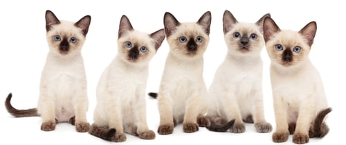 Preview: Five small Thai kittens