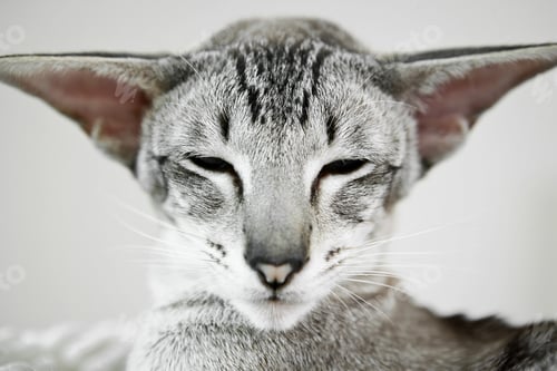 Preview: adorable siamese cat kitten with blue eyes