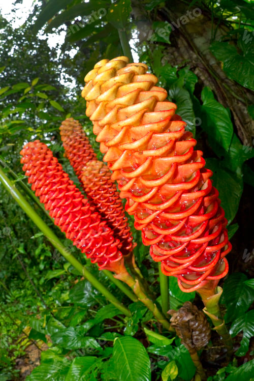 Preview: Shampoo Ginger, Marino Ballena National Park, Costa Rica