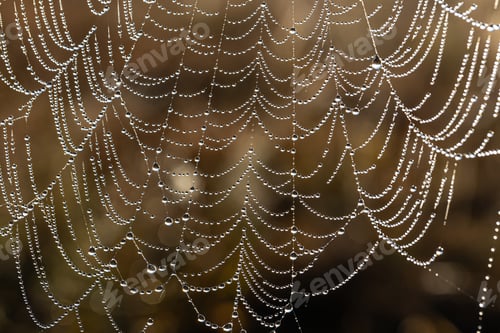 Preview: Close-up of dew drops on a spider web.