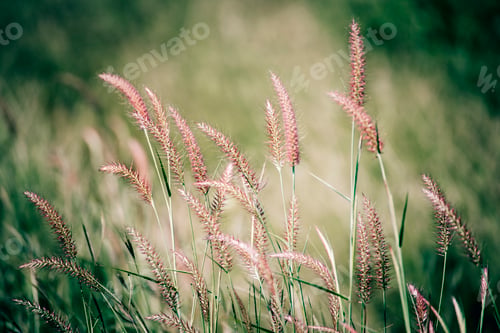 Preview: Grass field sunset Beautiful landscape with grasses meadow on sunlight