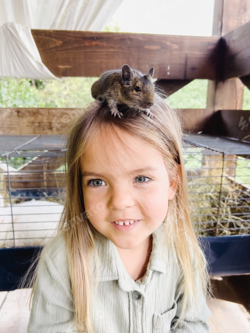 Preview: Fluffy brown degu sits on the head of a little girl