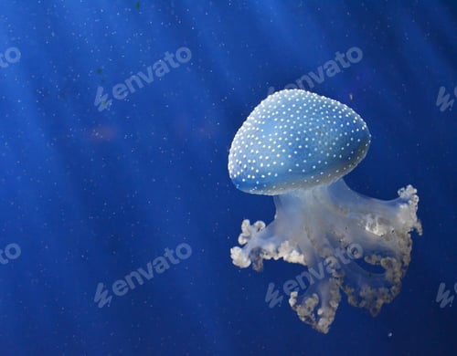Preview: Background of jellyfish. Jellyfish swims in the ocean sea, light passes through the water, creating