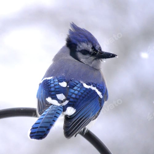 Preview: A bluejay blue jay bird in the snow with snowflakes on its beak.